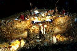 Velvet swimming crab.
Dresden, Scapa Flow.
F90X, 60mm.
 by Mark Thomas 